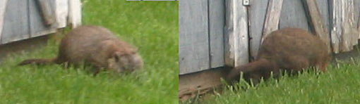 Closeup of our groundhog
