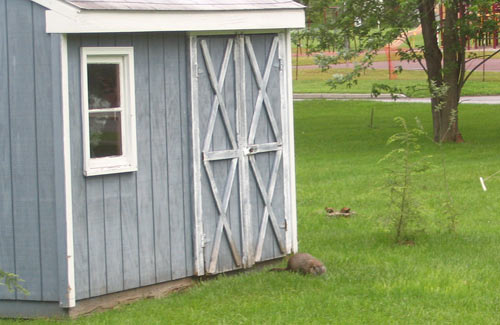 Groundhog going under the shed