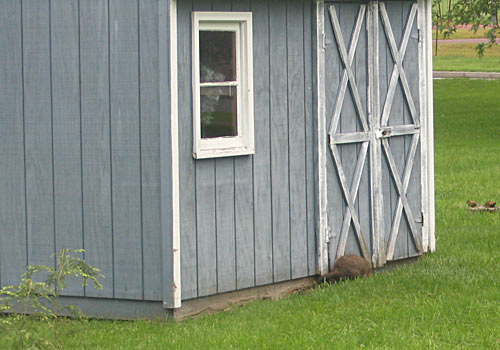 Groundhog going under the shed
