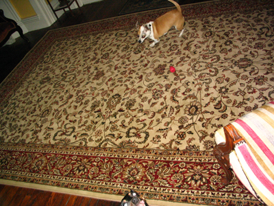 Bruiser on the new oriental rug