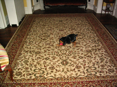 Nero on the new oriental rug