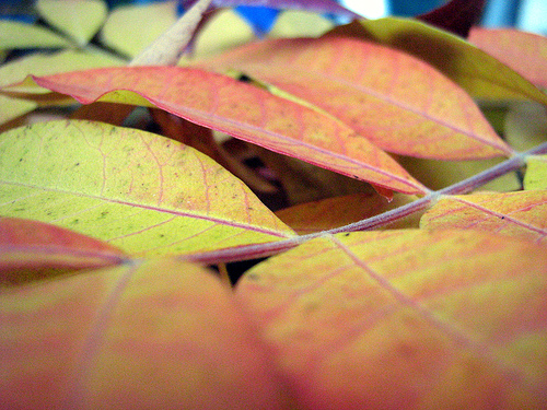 Upstate New York in the fall